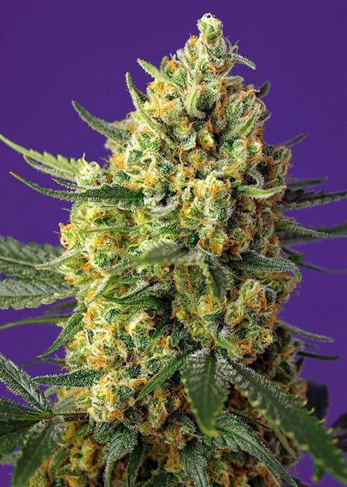 Sweet Seeds - Crystal Candy XL Auto 100szt - 1