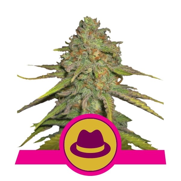 ROYAL QUEEN SEEDS - OG Kush 100szt - 1