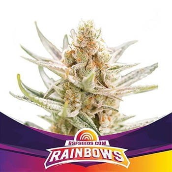 -40% BSF Seeds - Rainbows 2szt - 1