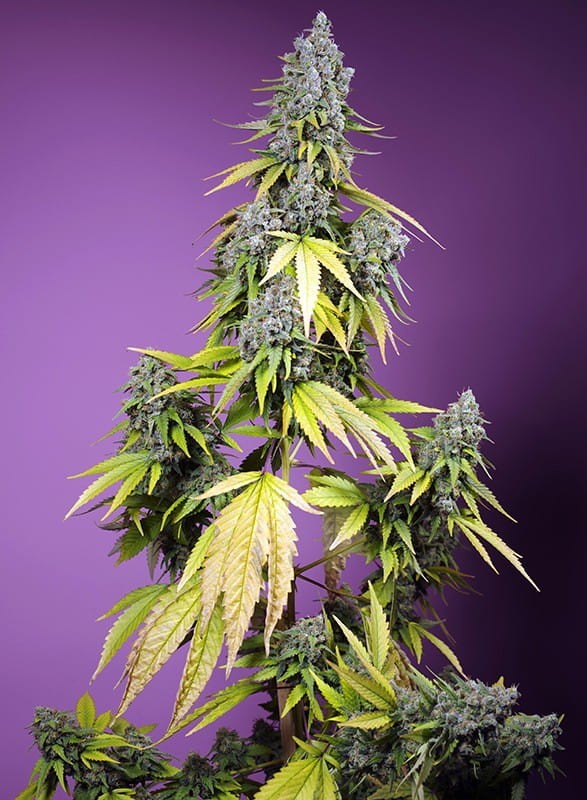 Sweet Seeds - Jet Fuel Mandarine XL Auto - 1