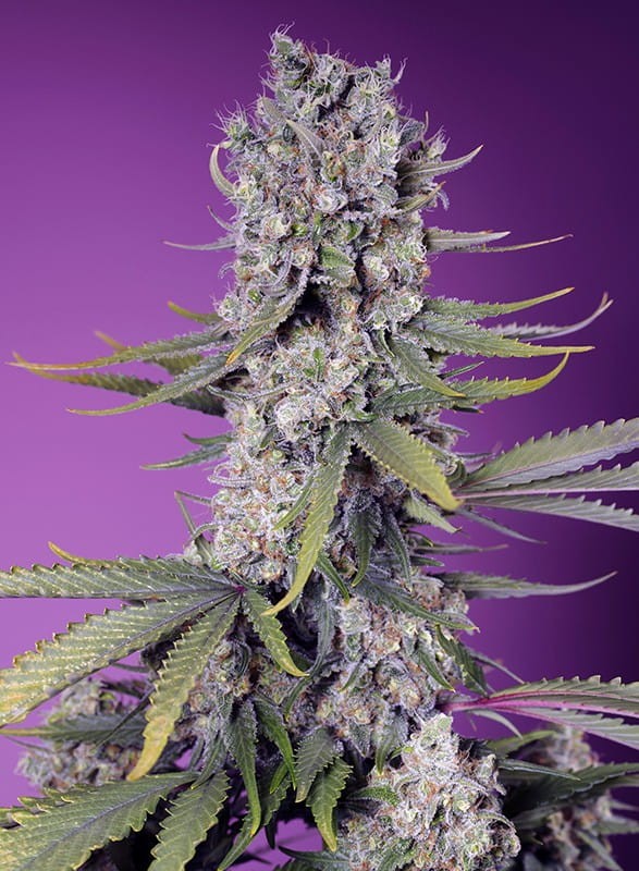 Sweet Seeds - Papaya Zoap F1 Fast - 1