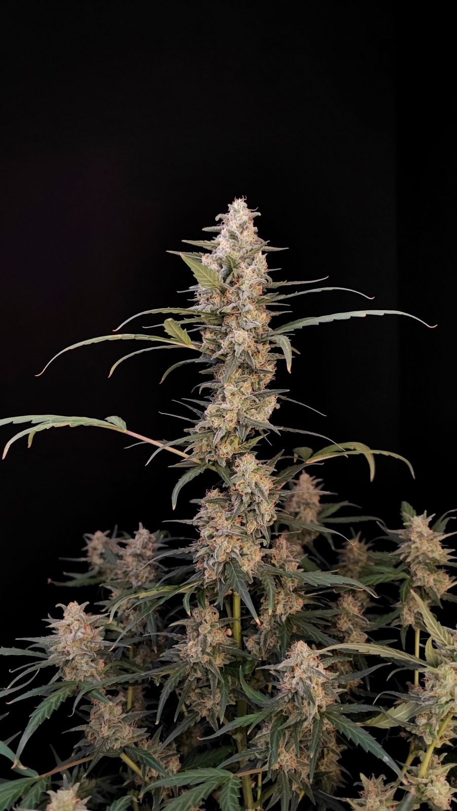 FastBuds - Critical Auto - 1
