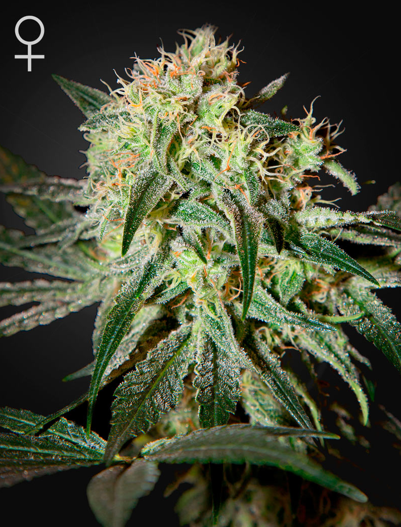 GREEN HOUSE SEEDS - Damn Sour - 1