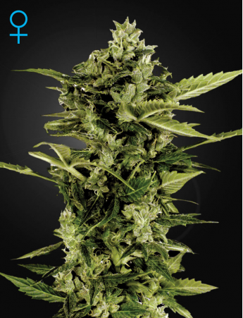 GREEN HOUSE SEEDS - Auto Bomb - 1