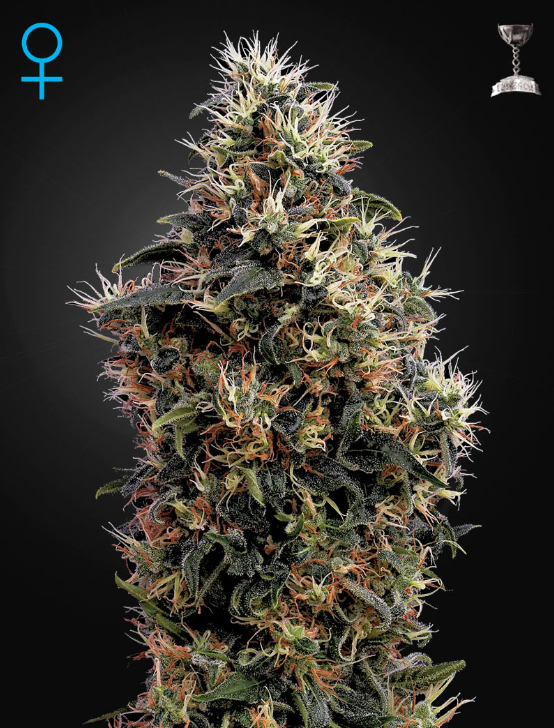 GREEN HOUSE SEEDS - Sweet Mango Auto - 1