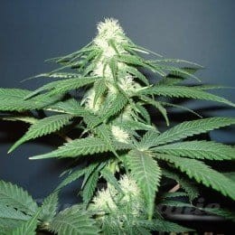 NIRVANA - Master Kush - 1
