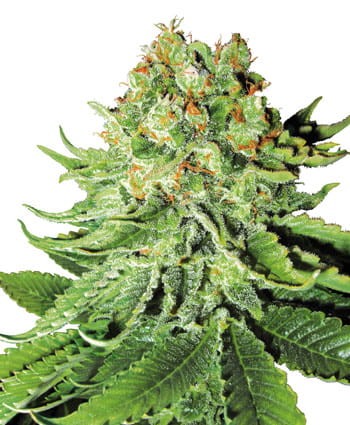 WHITE LABEL - Northern Light - 1