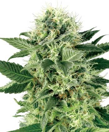 WHITE LABEL - Northern Light - 2