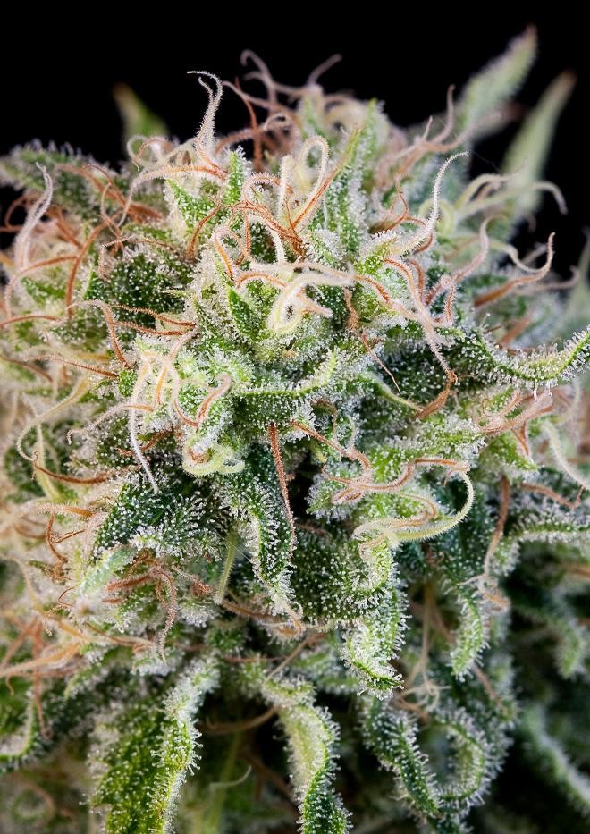 DINAFEM - Critical Jack 5szt - 7