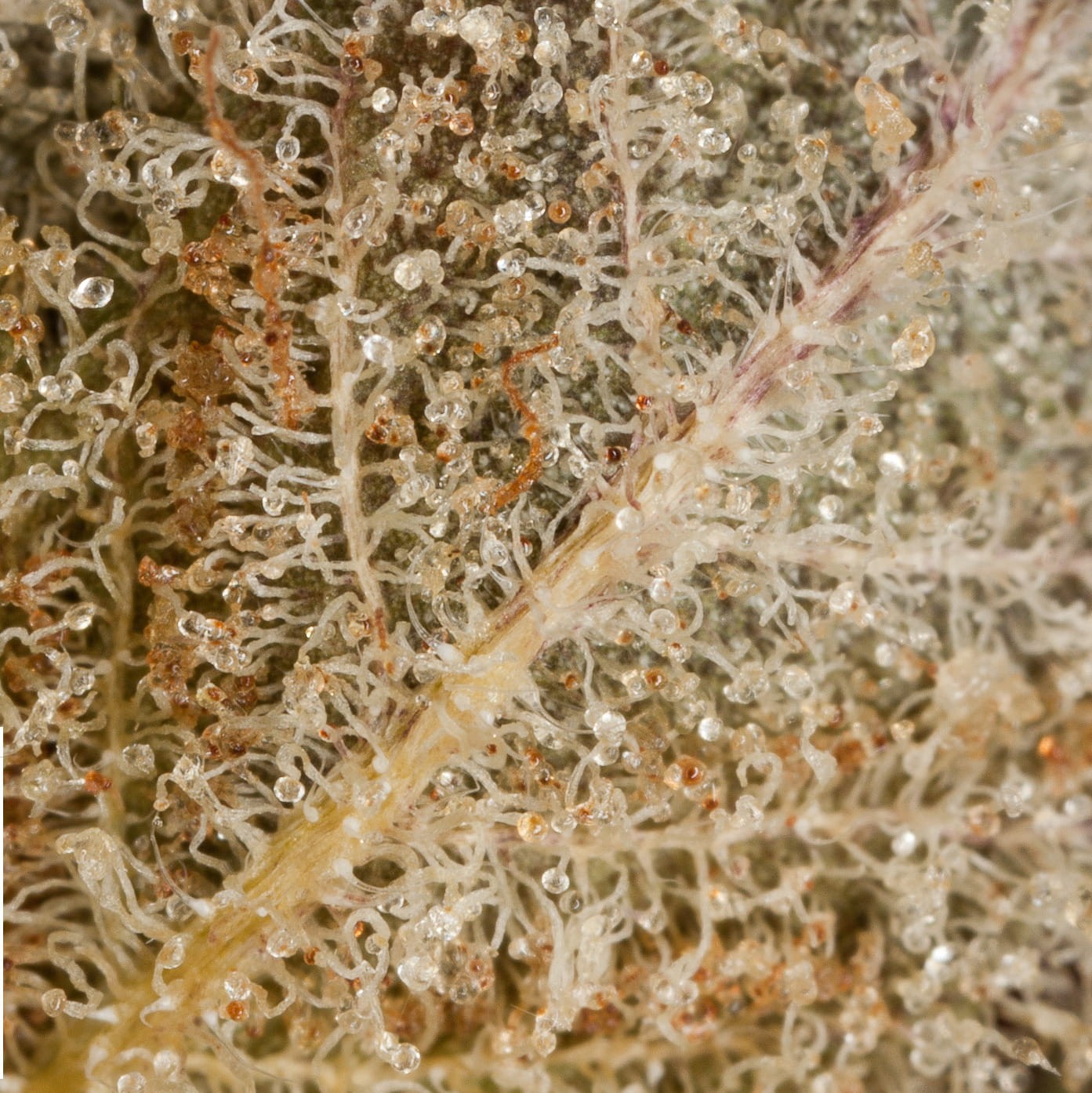 DINAFEM - Original Amnesia - 8