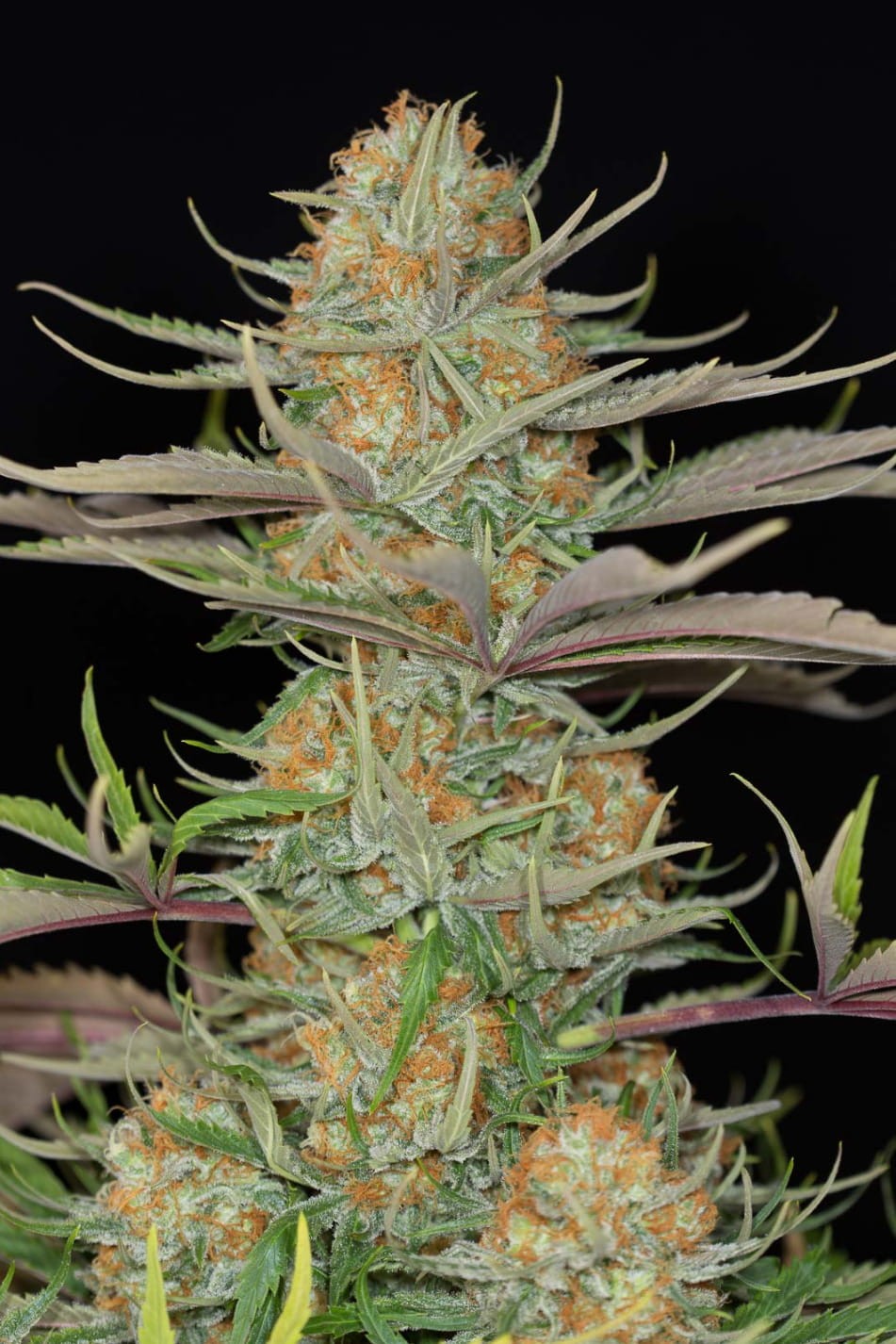 DINAFEM - Sweet Deep Grapefruit - 1