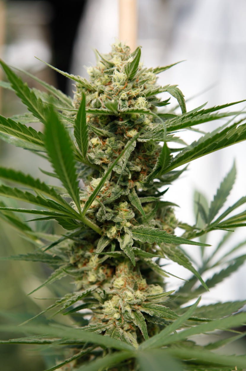 DINAFEM - Sweet Deep Grapefruit - 2