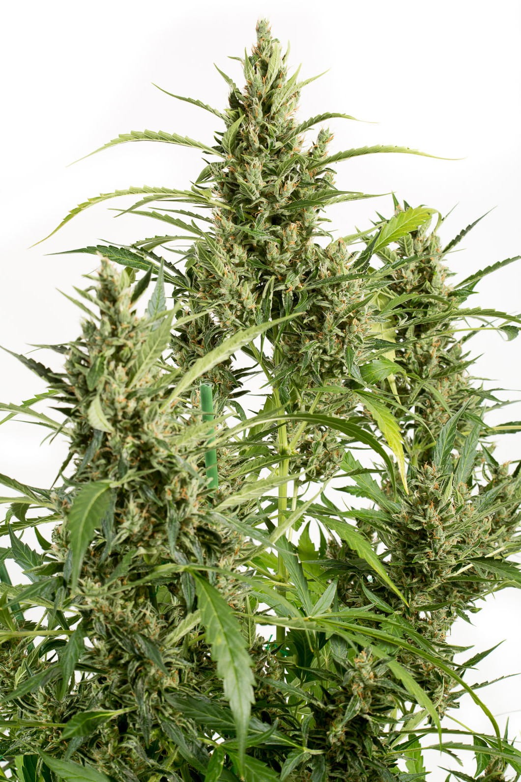 DINAFEM - Original Amnesia Autoflowering - 2