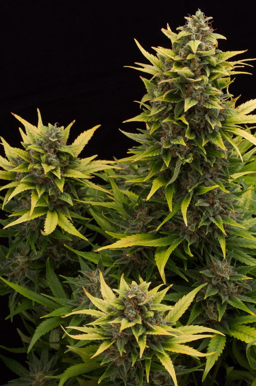 DINAFEM - Original Amnesia Autoflowering - 6
