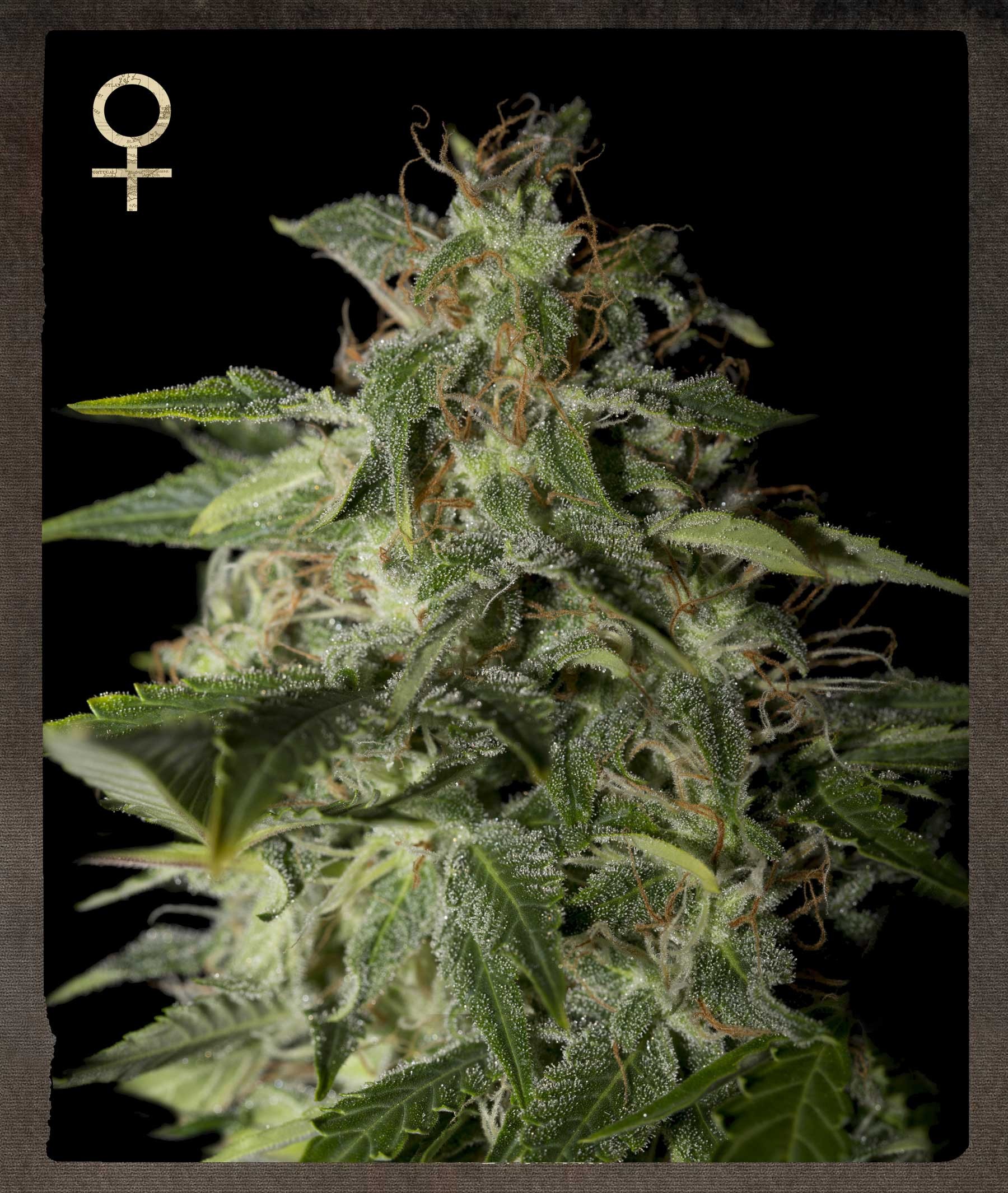 STRAIN HUNTERS - Afgooey - 1