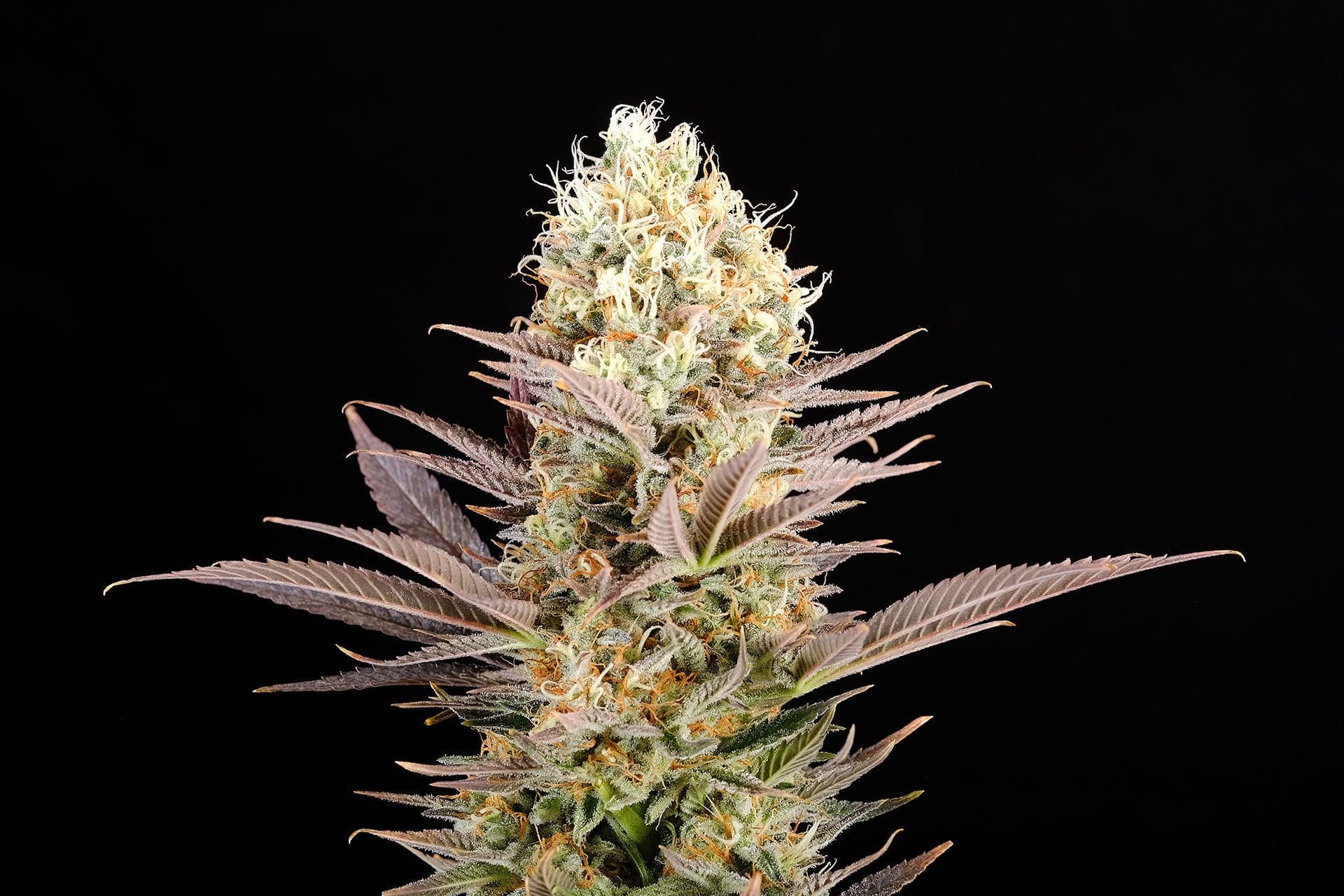 KANNABIA SEED - Kaboom (La Reina de Africa) - 2