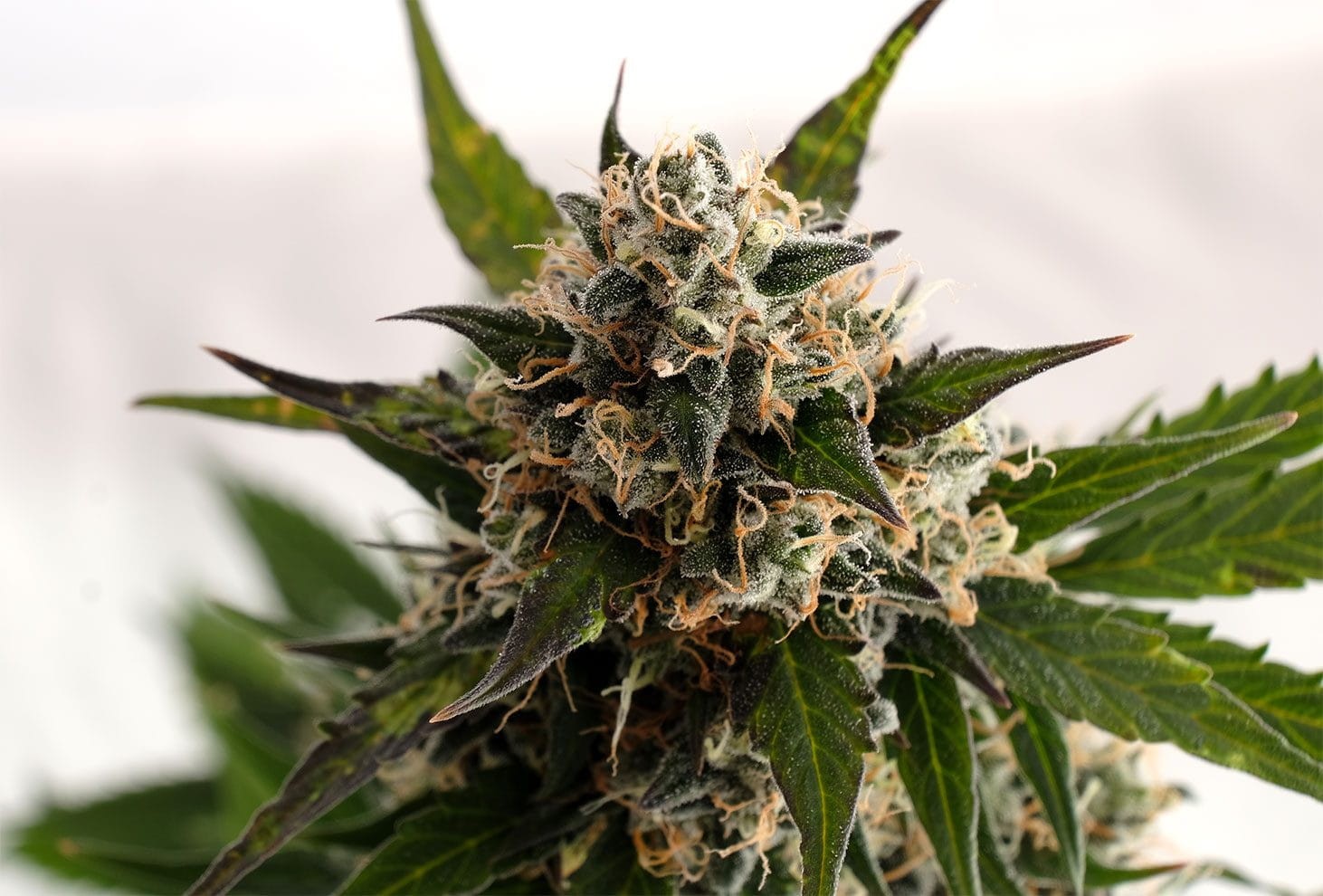 KANNABIA SEED - Kickass Auto (B. Lee Auto) - 1