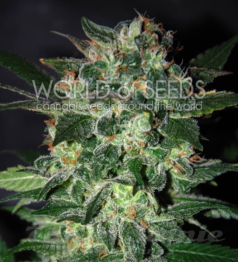 WORLD OF SEEDS - Domina Star - 1