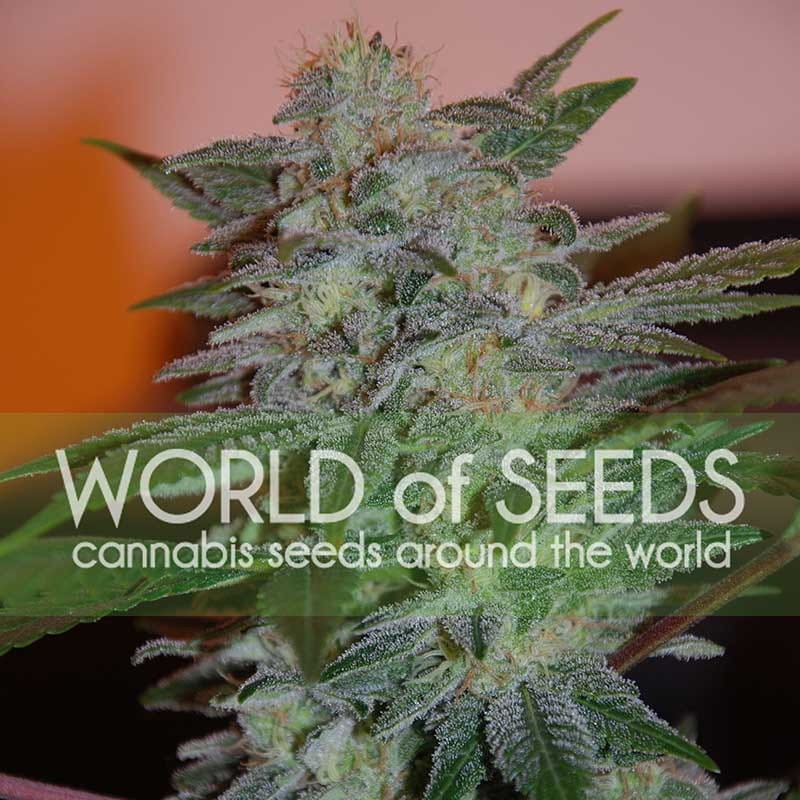 WORLD OF SEEDS - Yumbolt 47 - 1