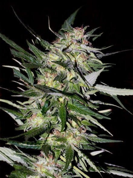ADVANCED SEEDS - Jack Plant - 1