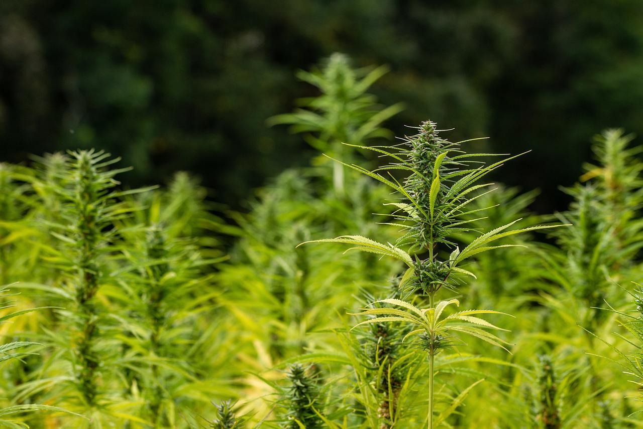 Jak długo marihuana zostaje w naszym organizmie?